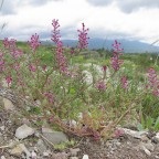 Siberian fir - billet, compoziție, ulei esențial, extract