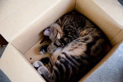 De ce pisicile adora cutii?