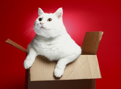 De ce pisicile adora cutii?