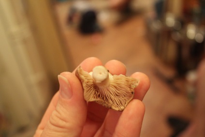 Spune-mi cine știe ce se numește această ciupercă v 2