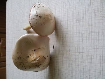 Spune-mi cine știe ce se numește această ciupercă v 2