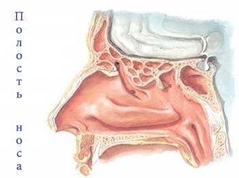 Cavitatea nazală, anatomia umană