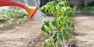 Tomatele se sparg până la maturare