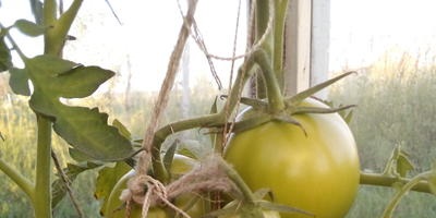 Tomatele se sparg până la maturare