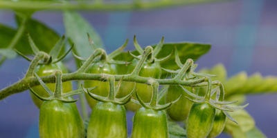 Tomatele se sparg până la maturare