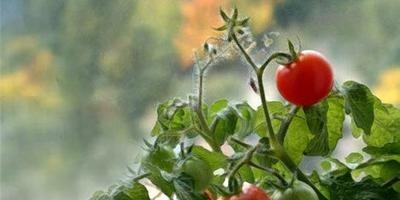 Tomatele se sparg până la maturare