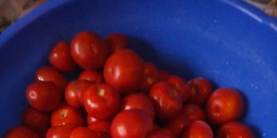 Tomatele se sparg până la maturare