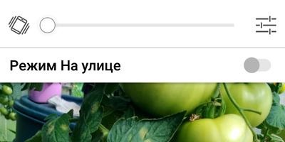 Tomatele se sparg până la maturare