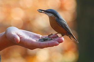 Nuthatch este un obișnuit