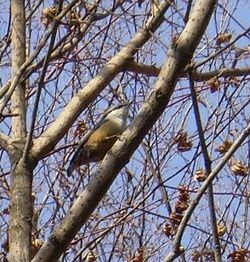 Nuthatch este un obișnuit