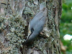 Nuthatch este un obișnuit