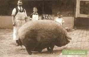 Rase de porci Brazier - animale de fermă -if () - endif - catalog de articole -