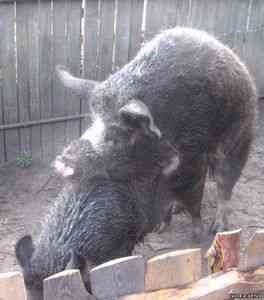 Rase de porci Brazier - animale de fermă -if () - endif - catalog de articole -
