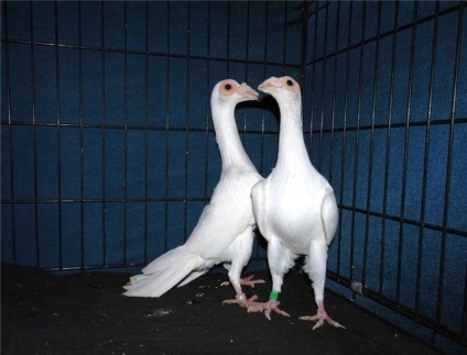 Porumbei de porumbei cu descrieri de fotografii și titluri și video