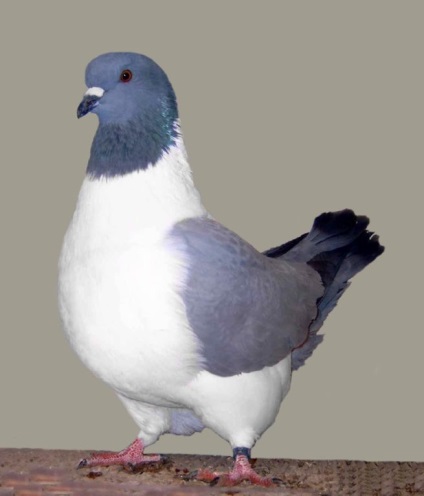 Porumbei de porumbei cu descrieri de fotografii și titluri și video
