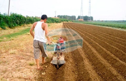 Plantarea cartofilor - cele mai bune căi, instrucțiuni și sfaturi