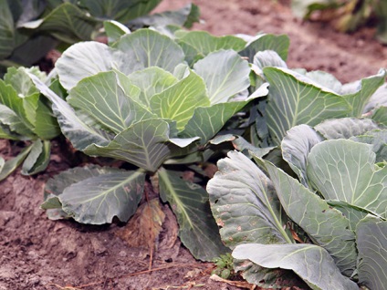 Ültetés zöldségpalánták áprilisban - a vetés időpontja zöldség, gondozása a palánták, ha ültetés