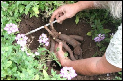 Plantarea de pioni