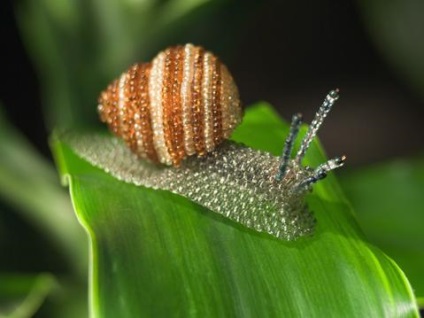 Sculpturi naturale uimitoare de margele, genuri de busuioc, obiecte de artizanat