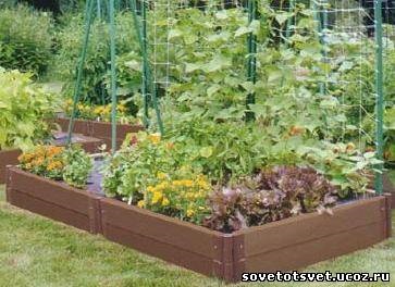 Reproiectarea și plantarea repetată în vara lui iunie, iulie, august - sfaturi bune - grădină, grădină, casă
