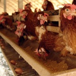 Megfelelő táplálás csirkék az otthoni videó környezet