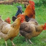 Megfelelő táplálás csirkék az otthoni videó környezet
