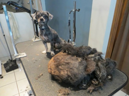 Transformarea unui tampon de lână și murdărie într-un câine bine îngrijit, umkra