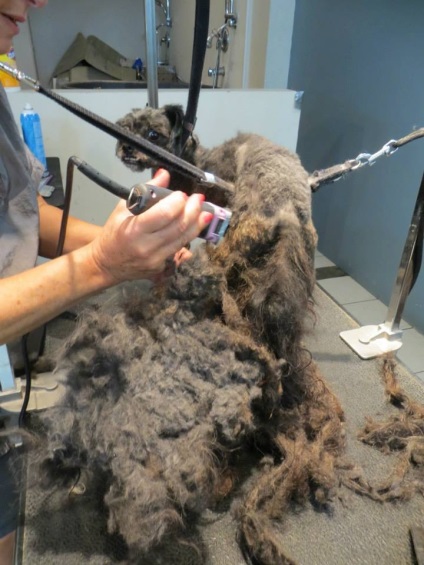 Transformarea unui tampon de lână și murdărie într-un câine bine îngrijit, umkra