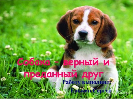 Prezentare pe tema unui câine - un prieten credincios și devotat al muncii efectuate de Yelkin Serghei