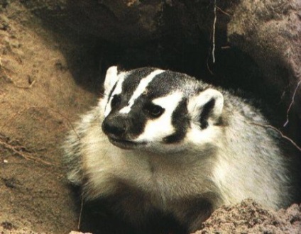 Mama Badger