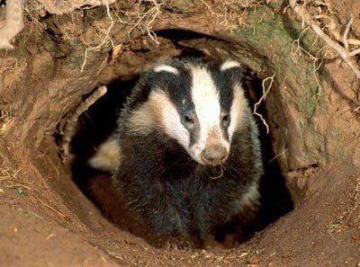 Mama Badger