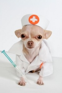 Vaccinul cu chihuahua, decordog