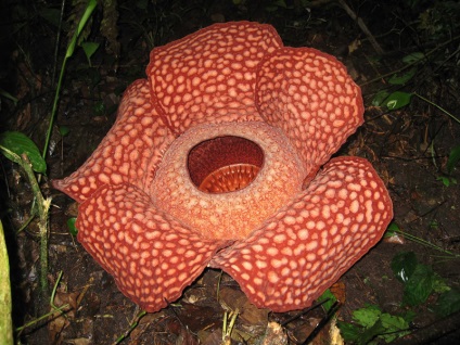 Rafflesia, jurnal tropical