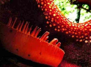 Rafflesia - egy egyedi parazita (a szaga rothadó hús) Rafflesia - egyedülálló parazita
