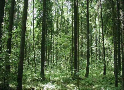 Distribuția pădurilor conifere ușoare din conifere și conifere întunecate