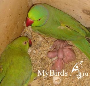 Cultivarea papagilor inelari (ozhereldovyh și alexandria) - enciclopedia proprietarului unei păsări
