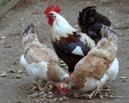 Găini de reproducție pentru ouă ca o afacere - în cazul în care pentru a începe un plan de creștere la domiciliu