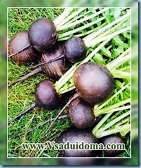 Radish negru (amar) - cultivare, proprietăți utile și rețete