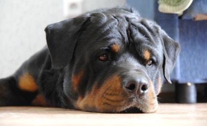 Rottweiler în apartament - animale și oameni - articole despre animale - câine - site despre animale - câini și