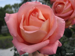 Rose - flori