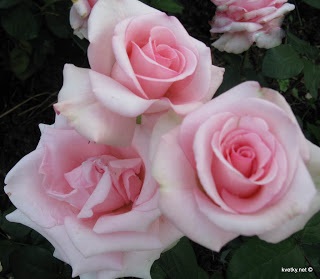 Rose - Virágok