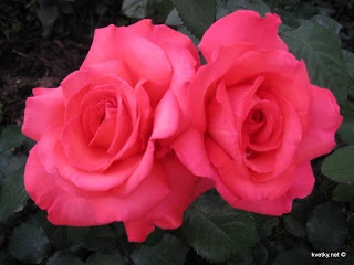 Rose - flori