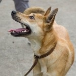 Rusty - câinele caută o casă! Fundația pentru protecția animalelor