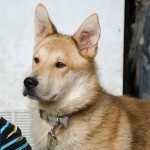 Rusty - câinele caută o casă! Fundația pentru protecția animalelor