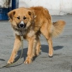 Rusty - câinele caută o casă! Fundația pentru protecția animalelor