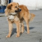 Rusty - câinele caută o casă! Fundația pentru protecția animalelor