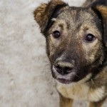 Rusty - câinele caută o casă! Fundația pentru protecția animalelor