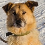 Rusty - câinele caută o casă! Fundația pentru protecția animalelor