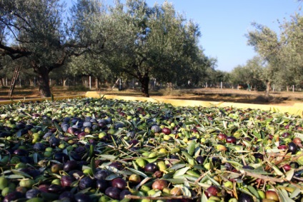 Gradina si gradina de legume din Grecia - ghid personal in Grecia