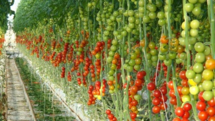Gradina si gradina de legume din Grecia - ghid personal in Grecia